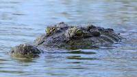 Seorang Remaja Kuansing Selamat Dari Serangan Predator Buaya